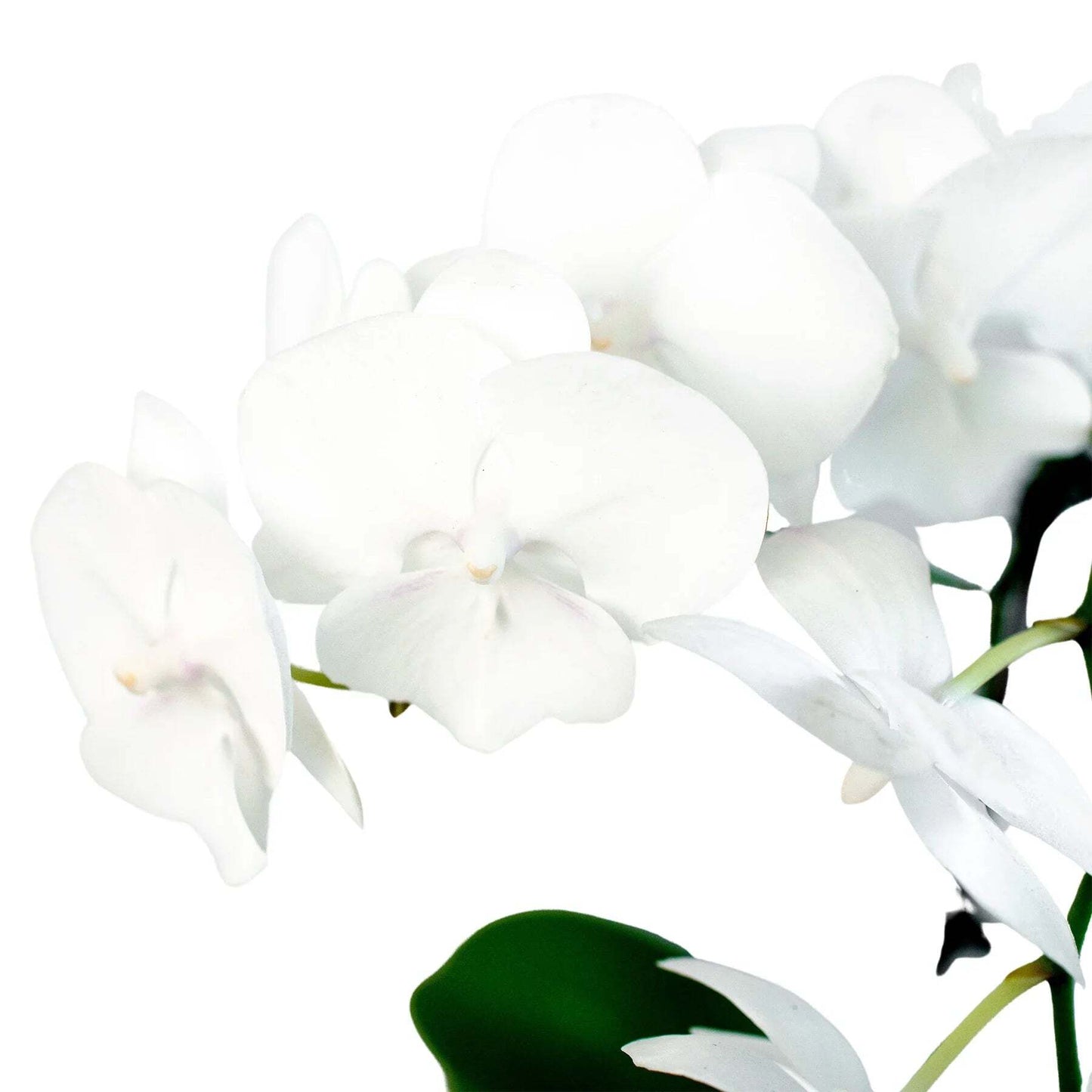 Orchid 'White Phalaenopsis'-5" Pot