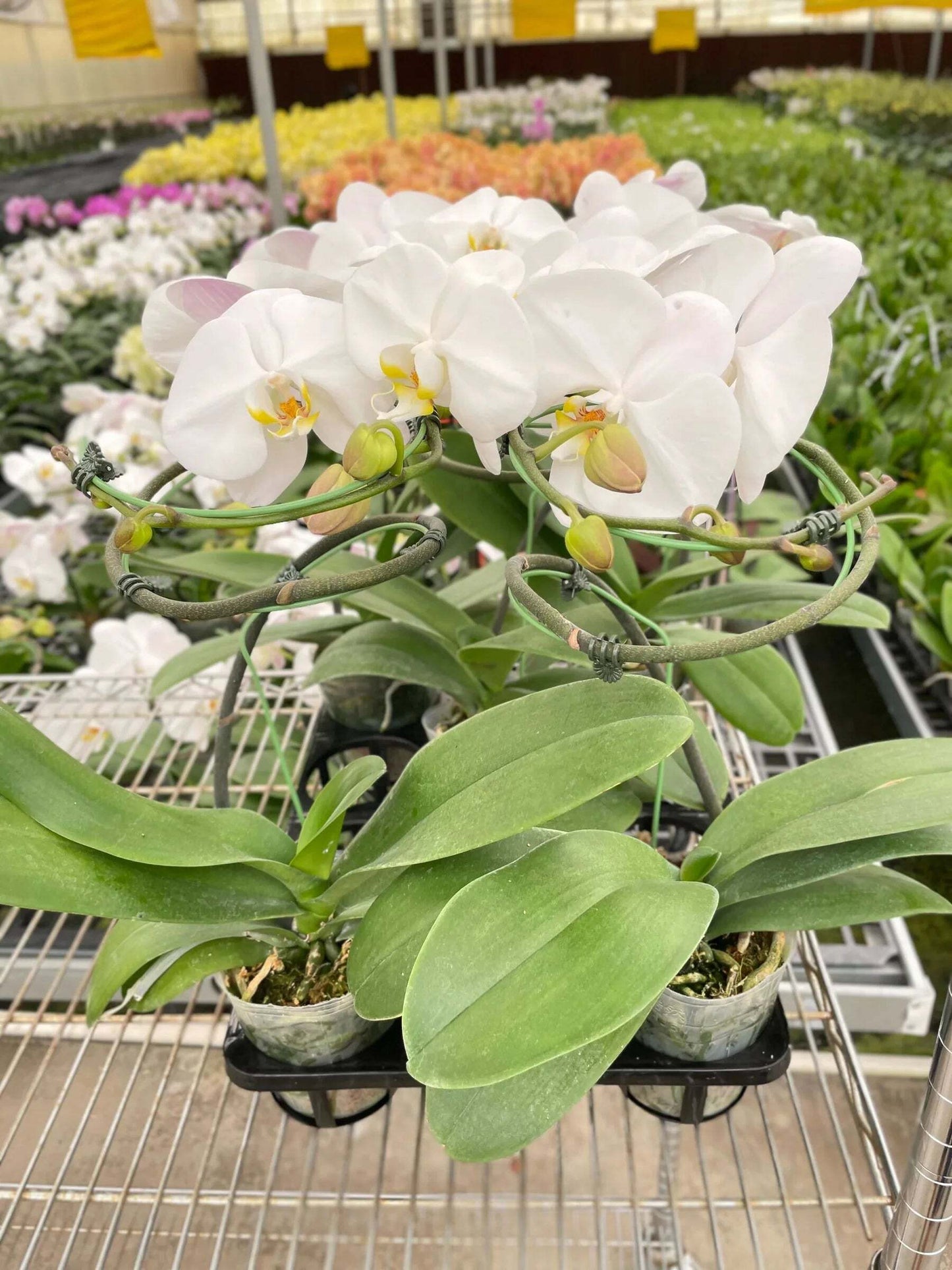 Orchid 'White Phalaenopsis'-5" Pot