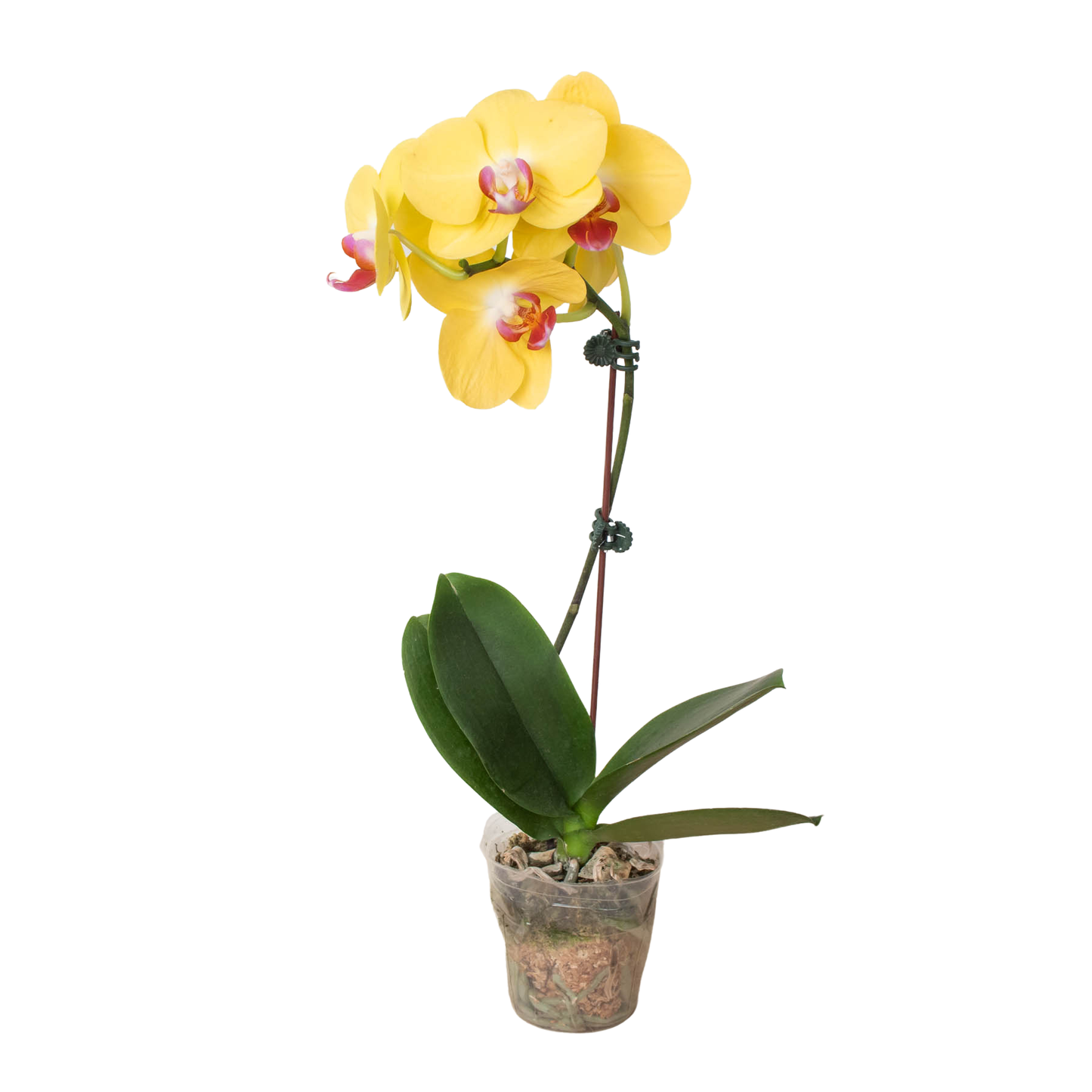 Orchid 'Yellow Phalaenopsis'-5" Pot / Single Spike