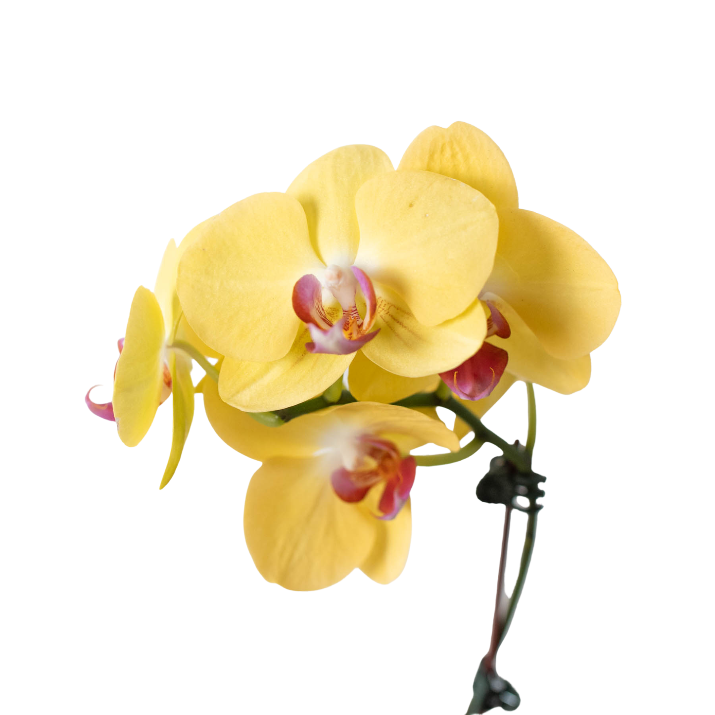 Orchid 'Yellow Phalaenopsis'-5" Pot / Single Spike