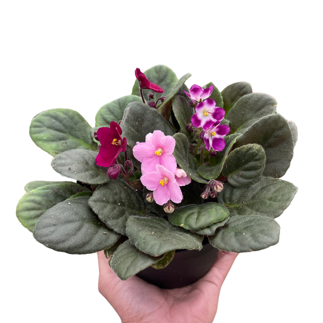 African Violet-Purple / 6" Pot