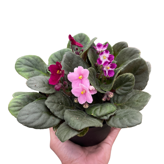 African Violet-Purple / 6" Pot