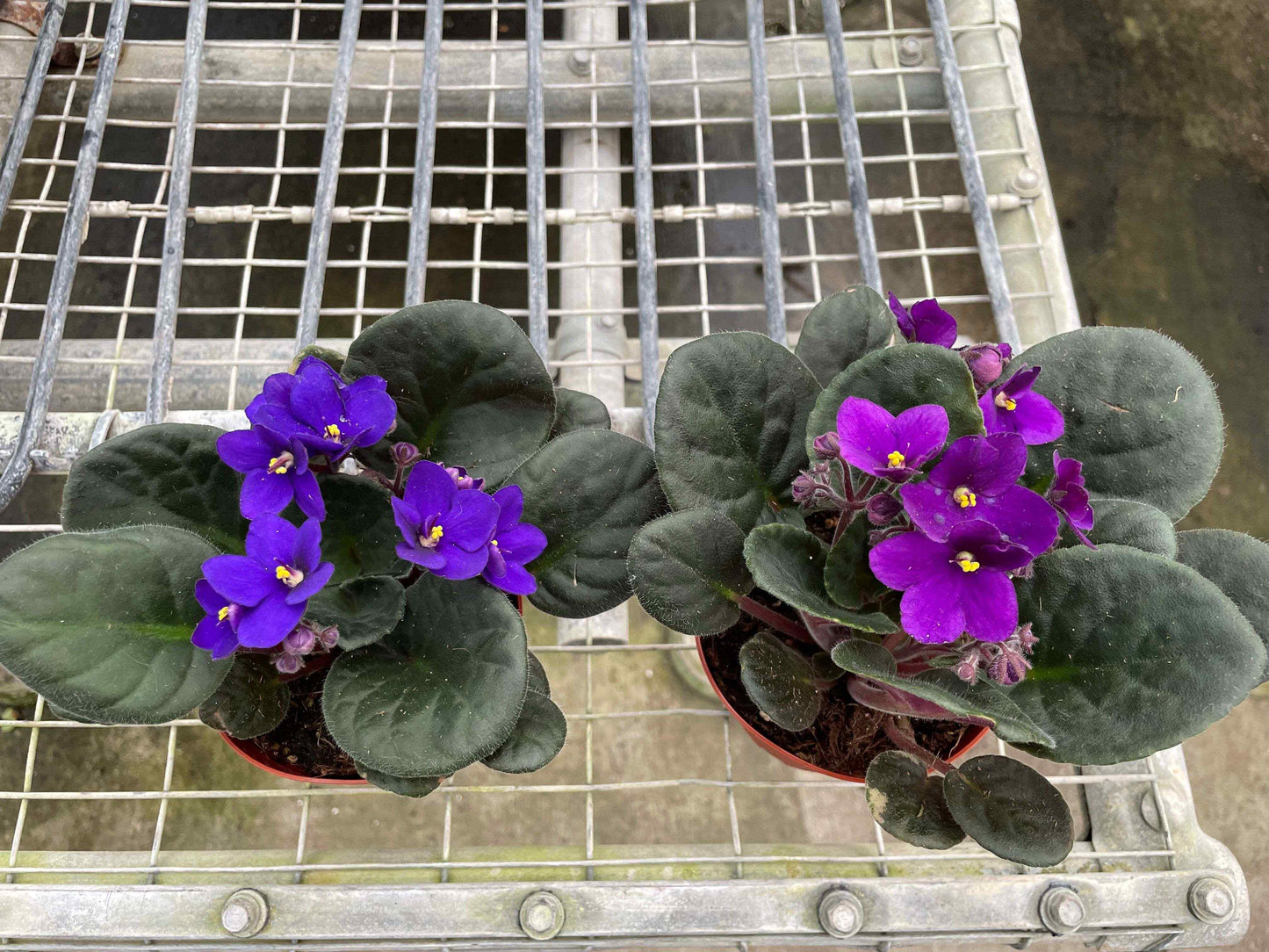 African Violet-Purple / 6" Pot