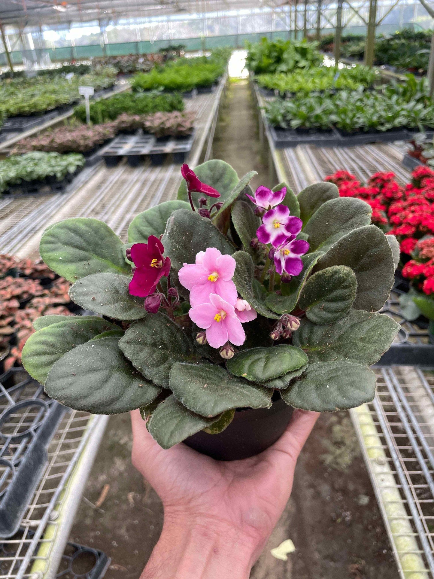 African Violet-Purple / 6" Pot