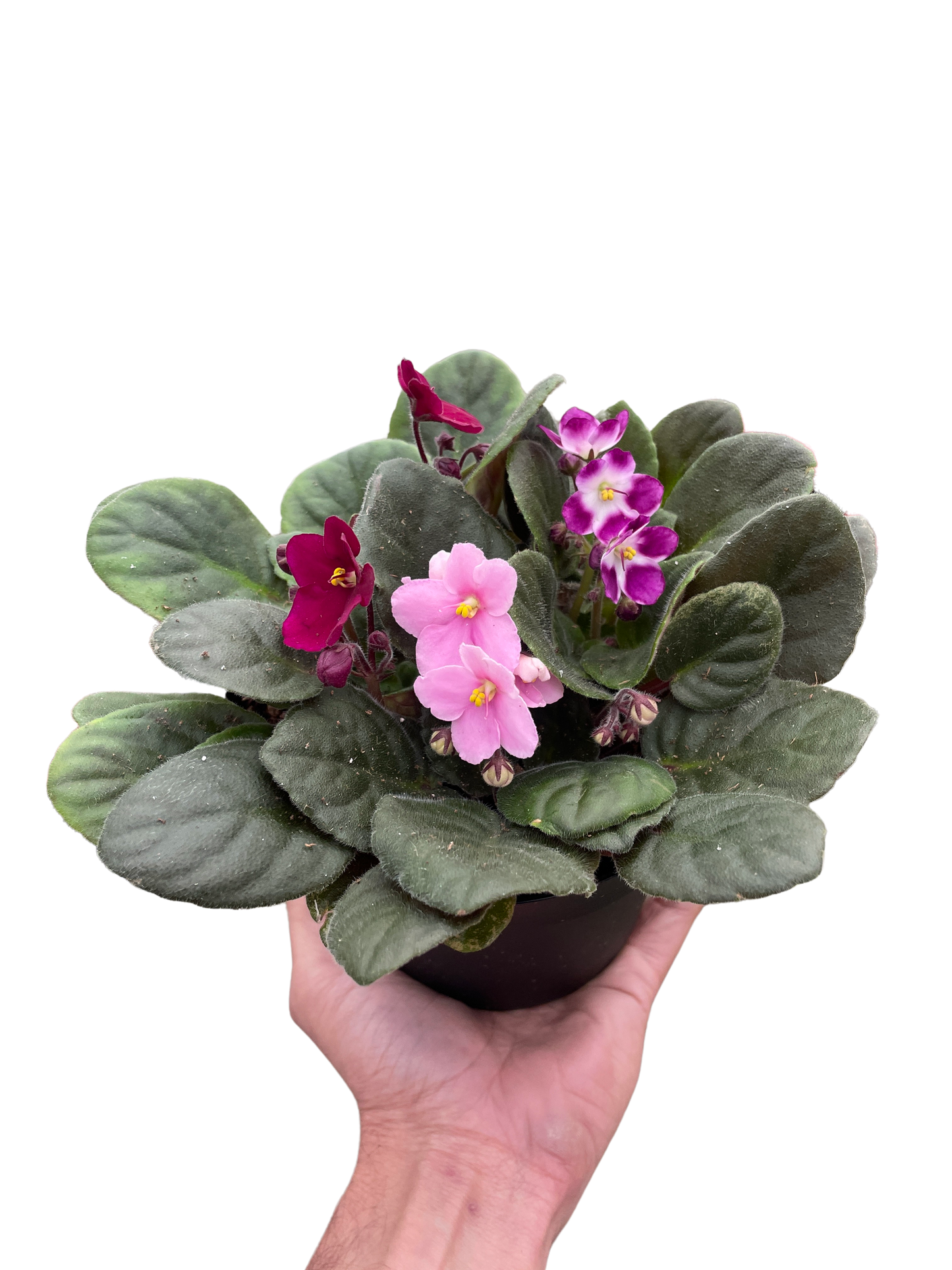 African Violet-Purple / 6" Pot