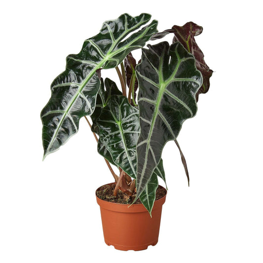 Alocasia Polly 'African Mask'-6" Pot