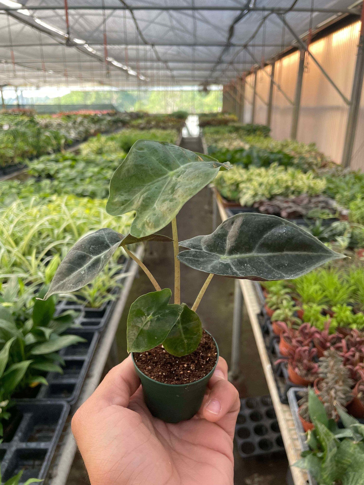 Alocasia Polly 'African Mask'-6" Pot