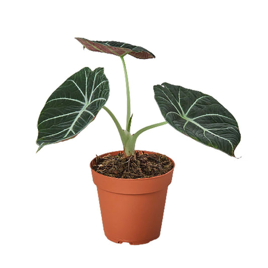 Alocasia Reginula 'Black Velvet'-6" Pot