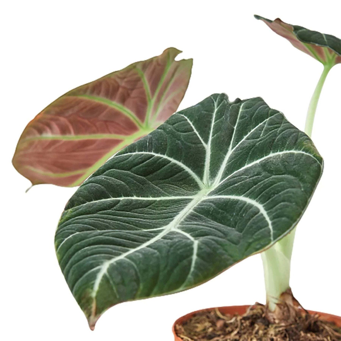 Alocasia Reginula 'Black Velvet'-6" Pot