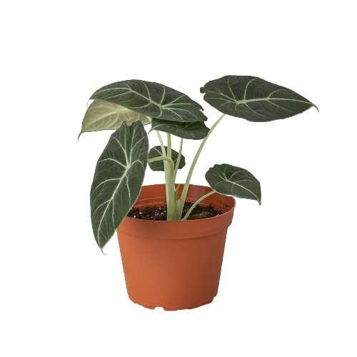 Alocasia Reginula 'Black Velvet'-6" Pot