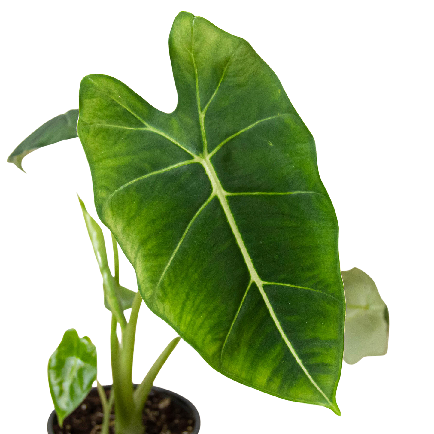 Alocasia Micholitziana 'Frydek'-6" Pot