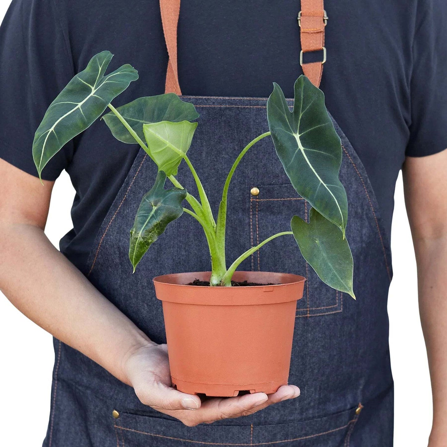 Alocasia Micholitziana 'Frydek'-6" Pot