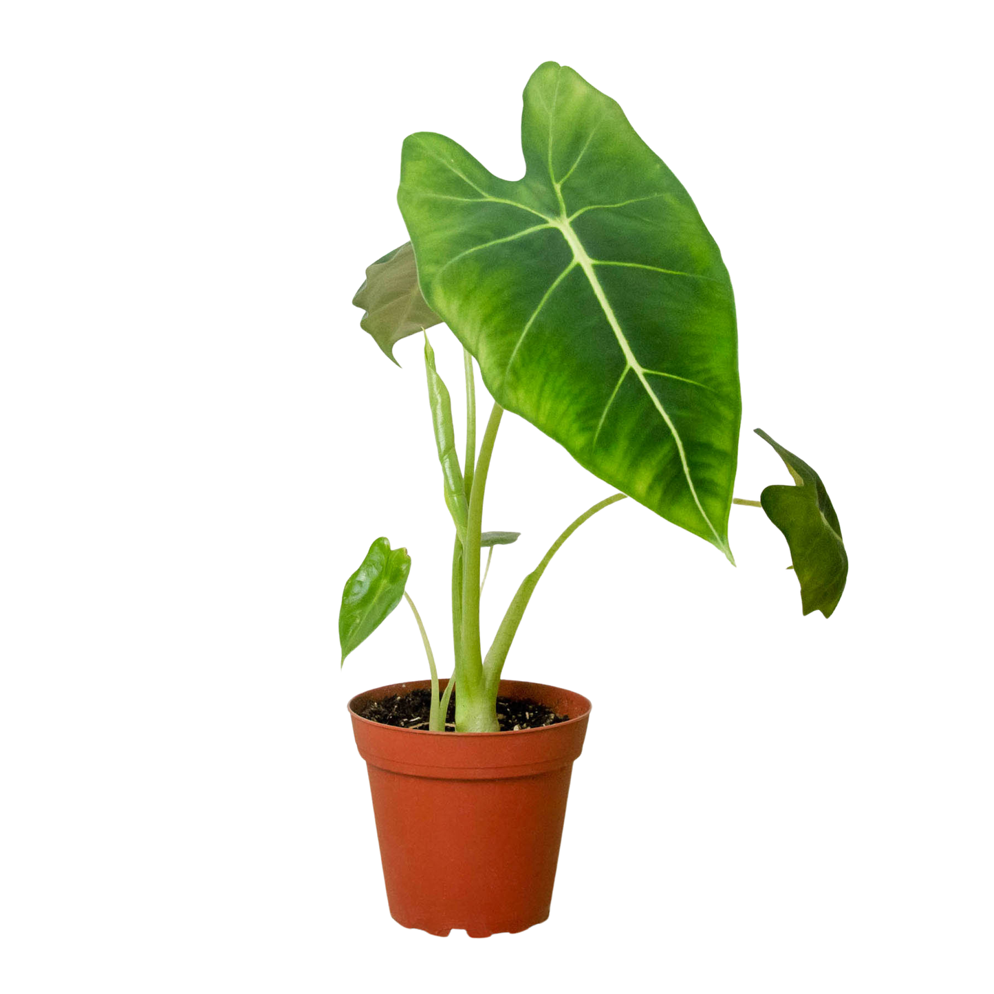 Alocasia Micholitziana 'Frydek'-6" Pot