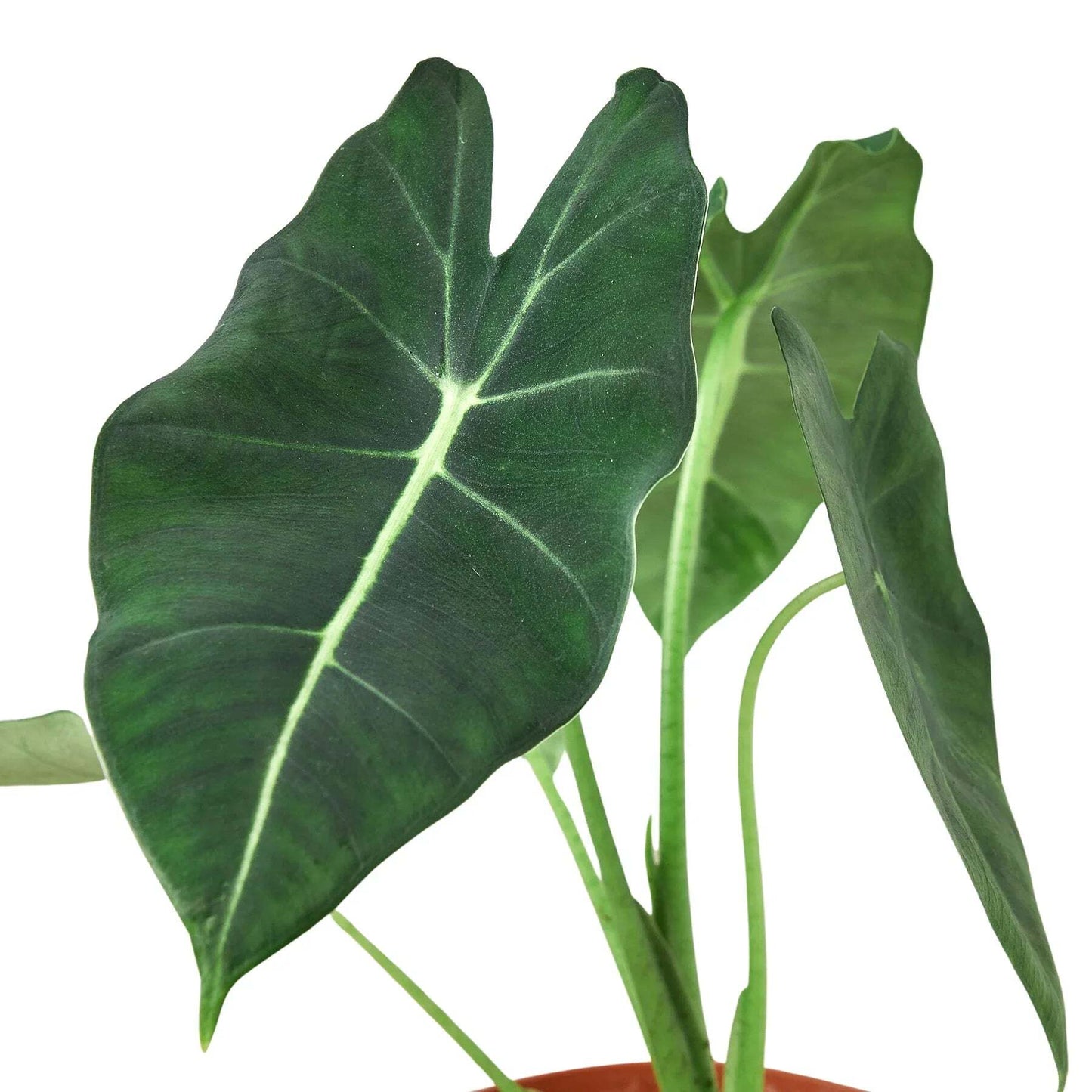 Alocasia Micholitziana 'Frydek'-6" Pot