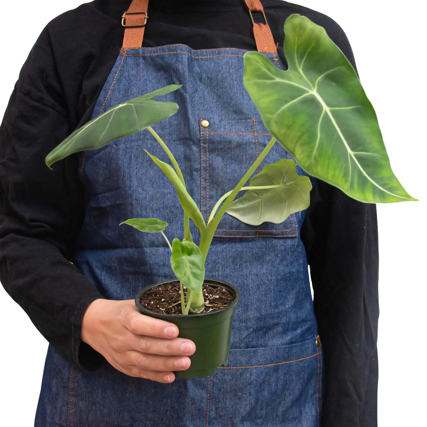 Alocasia Micholitziana 'Frydek'-6" Pot