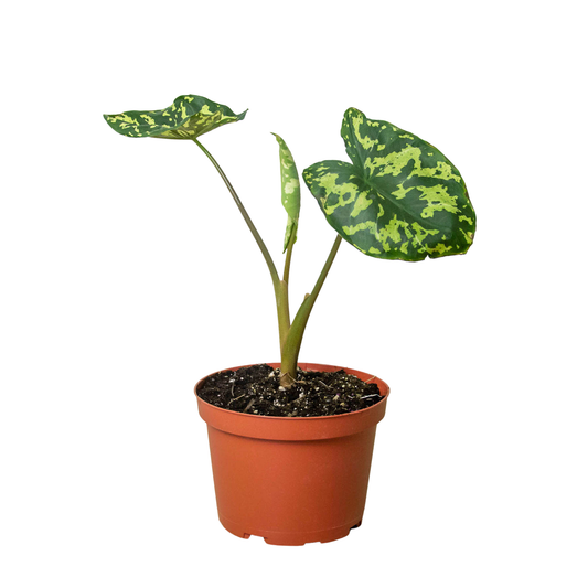 Alocasia 'Hilo Beauty'-6" Pot