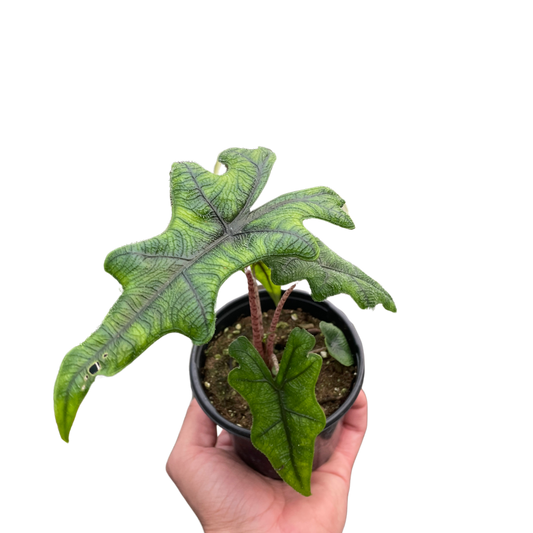 Alocasia 'Jacklyn'-6" Pot