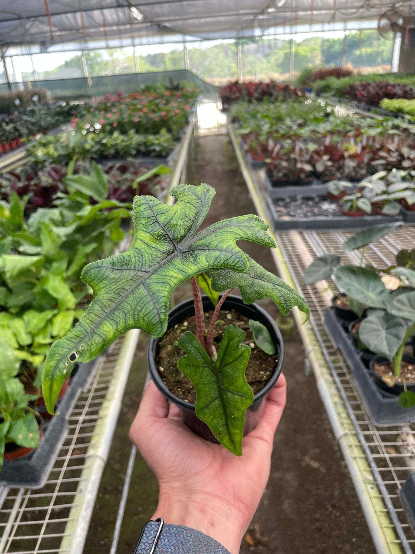 Alocasia 'Jacklyn'-6" Pot