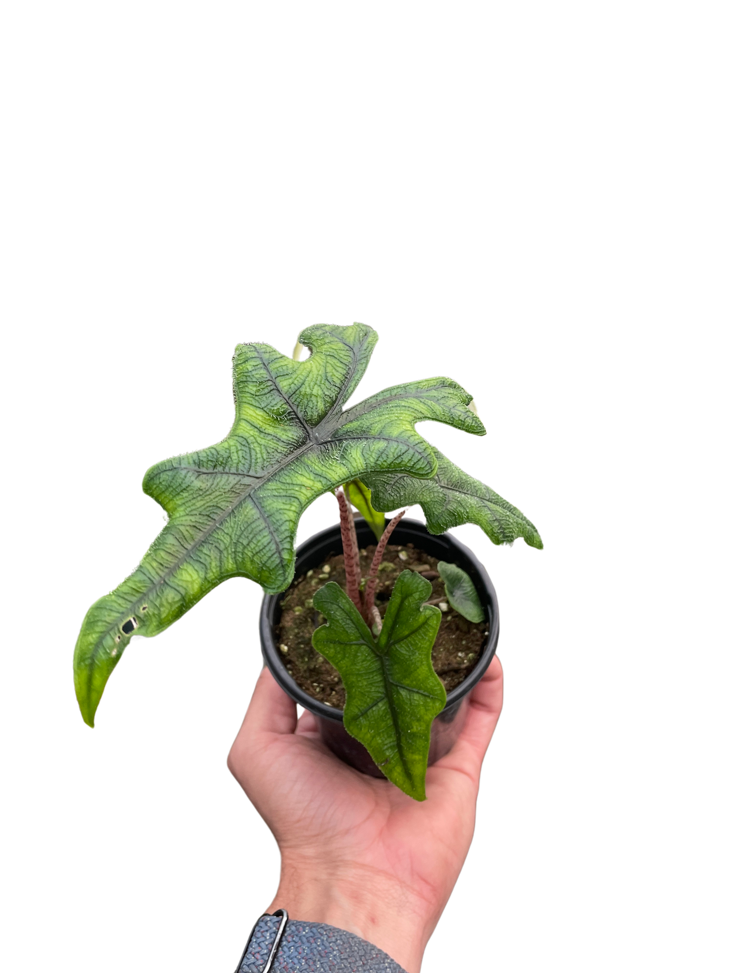 Alocasia 'Jacklyn'-6" Pot