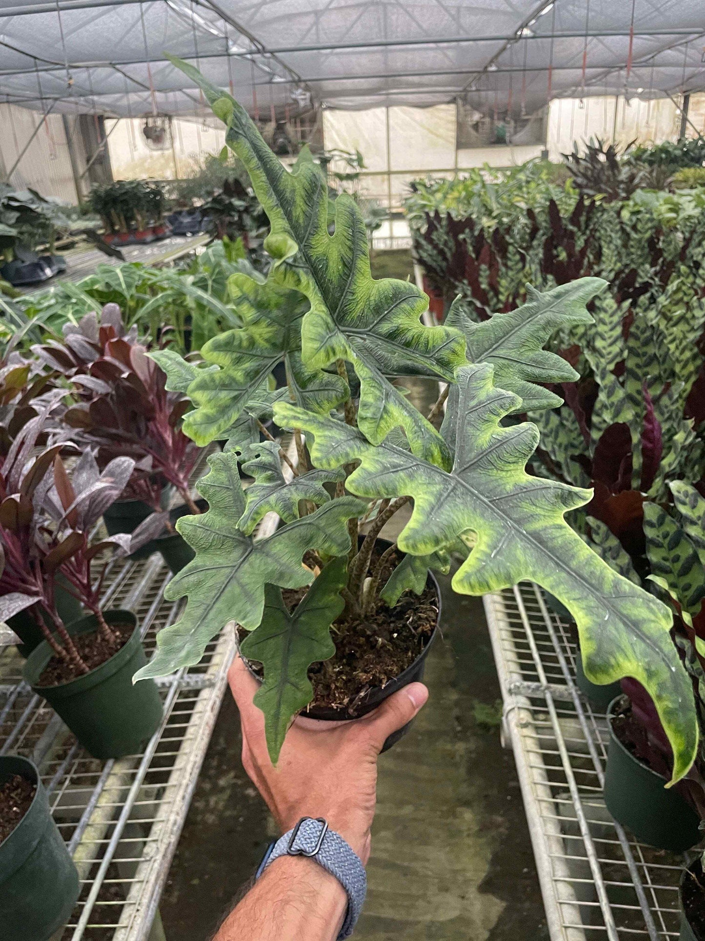 Alocasia 'Jacklyn'-6" Pot