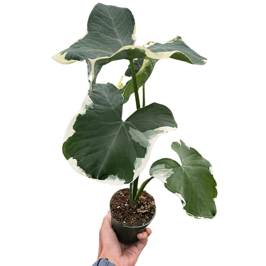 Alocasia 'Mickey Mouse' (Xanthosoma sagittifolium 'Variegatum Monstrosum')-6" Pot