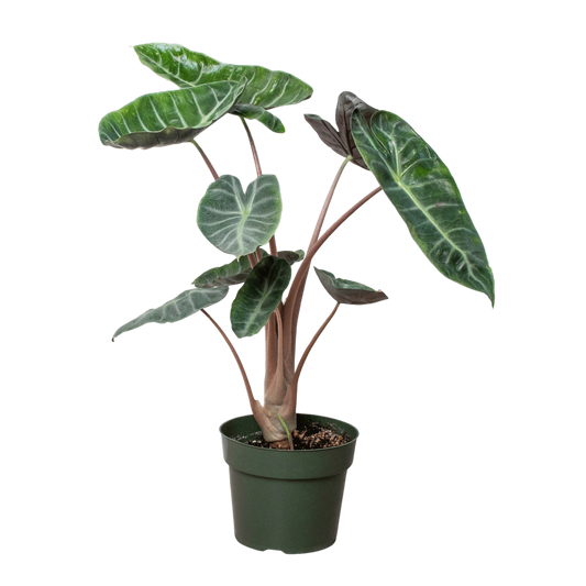 Alocasia Pink Dragon-6" Pot