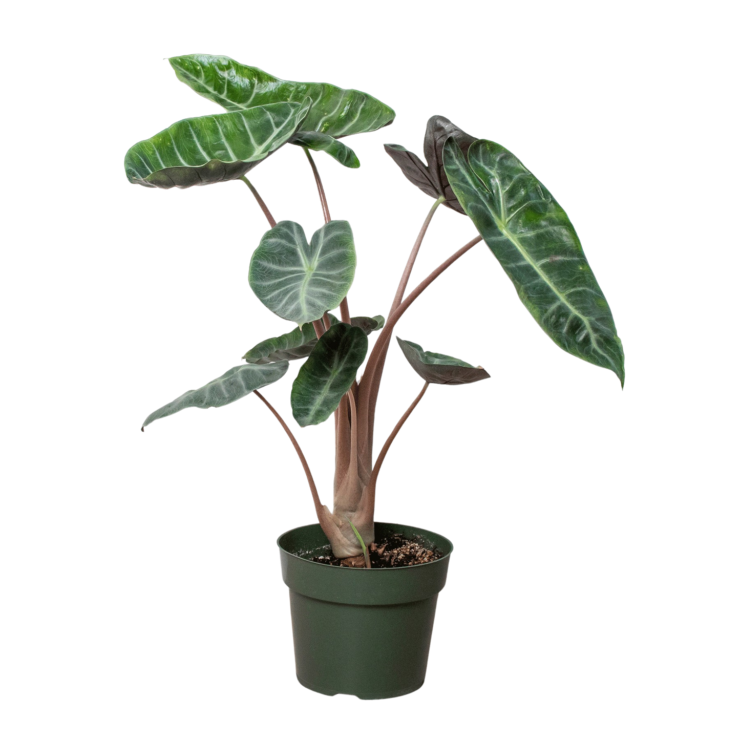 Alocasia Pink Dragon-6" Pot