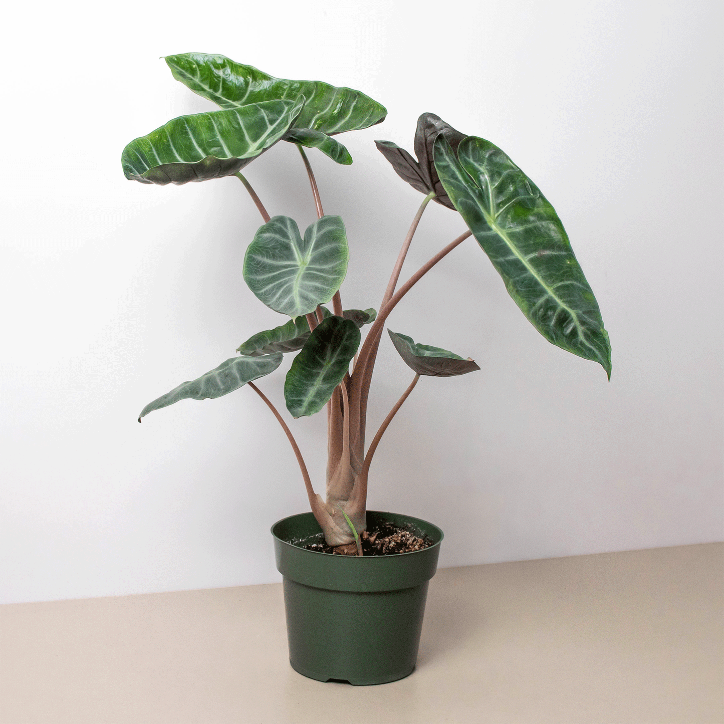 Alocasia Pink Dragon-6" Pot