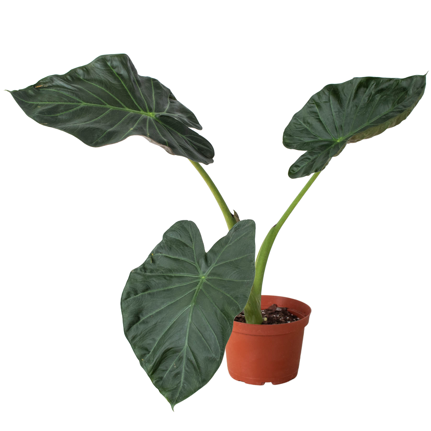 Alocasia 'Regal Shields'-6" Pot