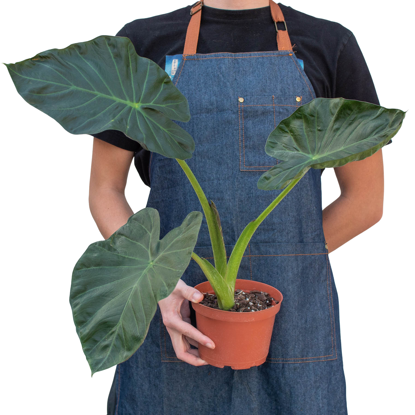 Alocasia 'Regal Shields'-6" Pot