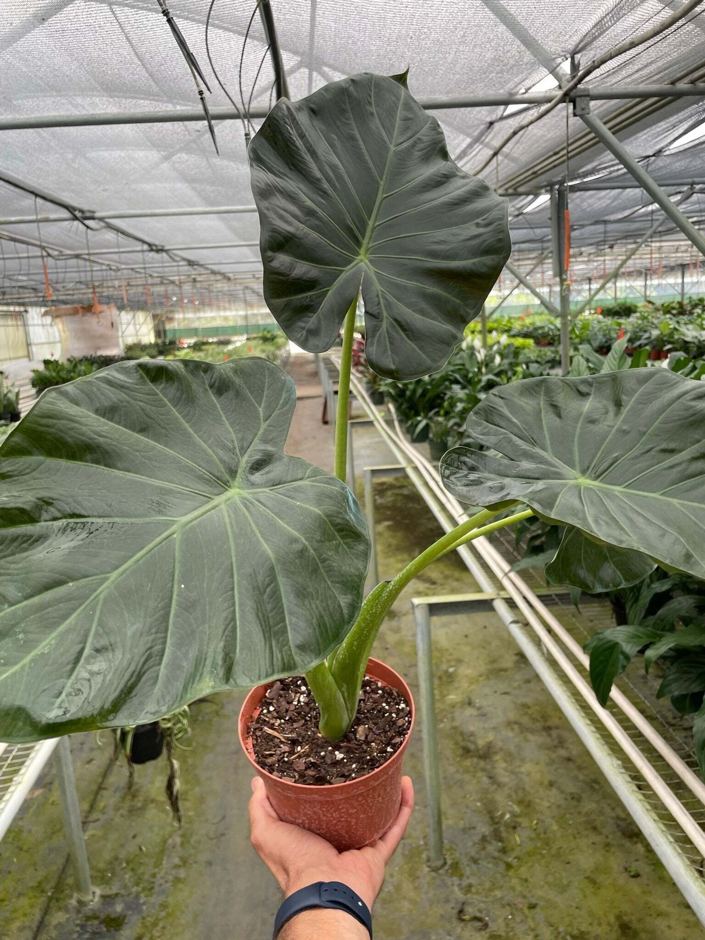 Alocasia 'Regal Shields'-6" Pot