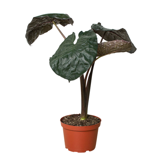 Alocasia 'Serendipity'-6" Pot