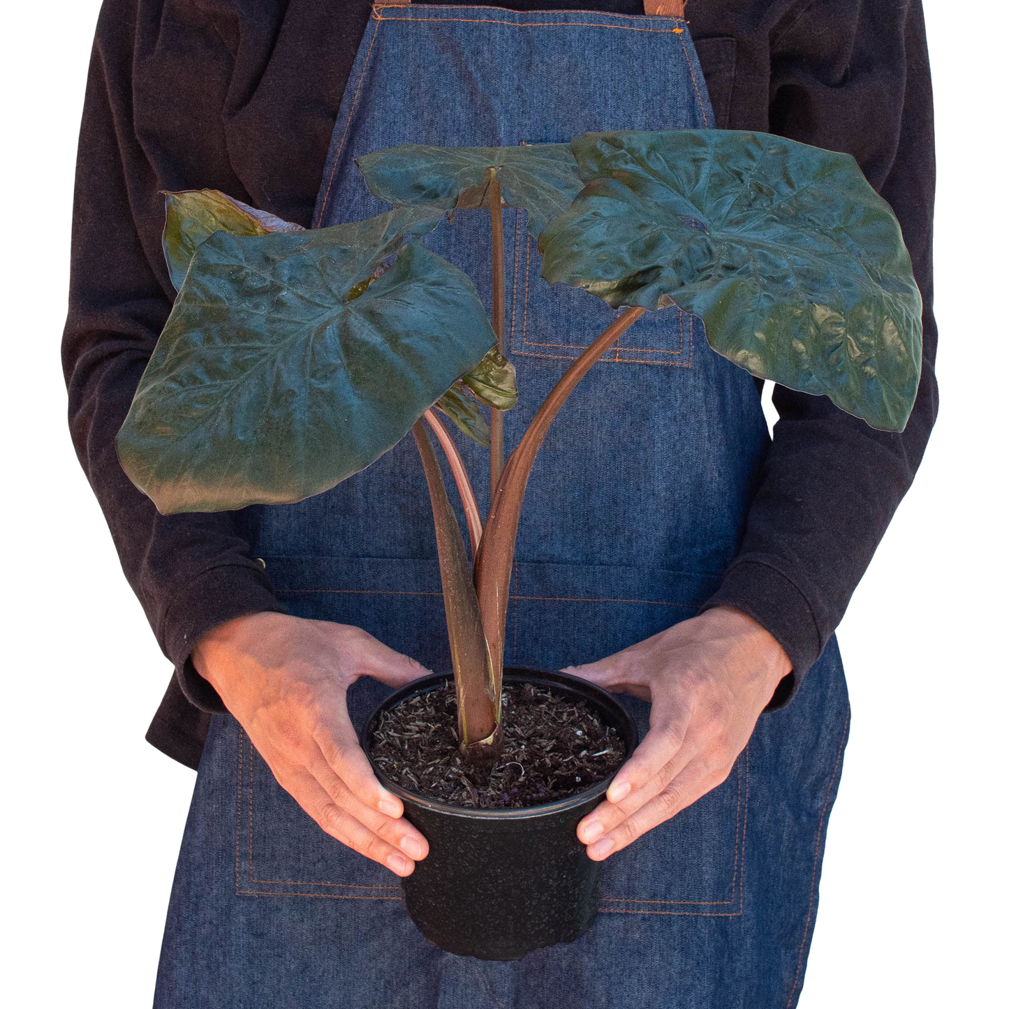 Alocasia 'Serendipity'-6" Pot