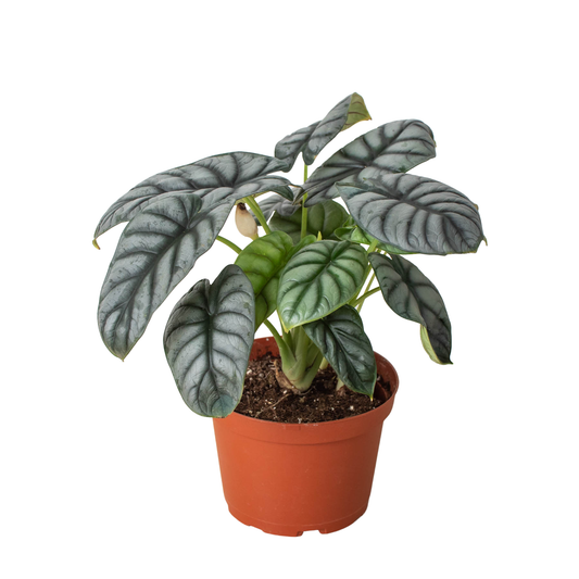 Alocasia Silver Dragon-6" Pot