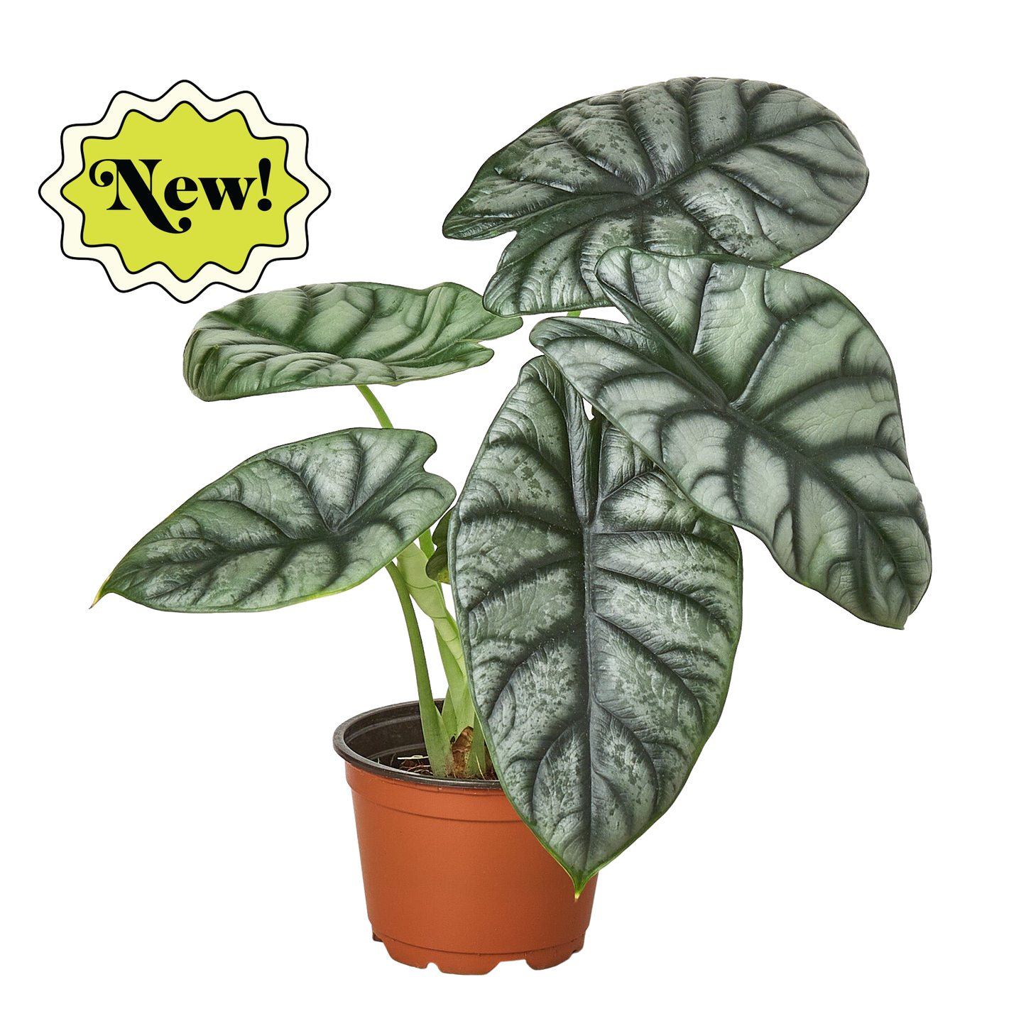 Alocasia Silver Dragon-6" Pot