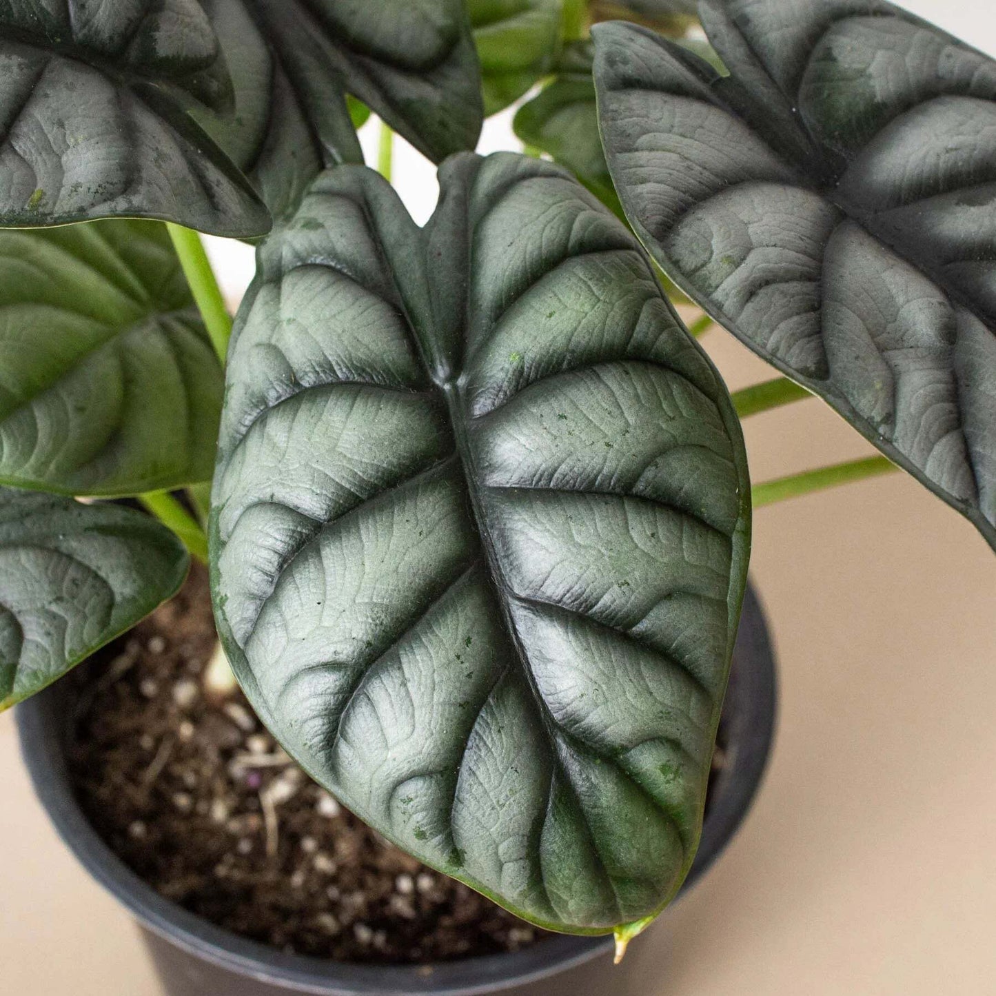 Alocasia Silver Dragon-6" Pot