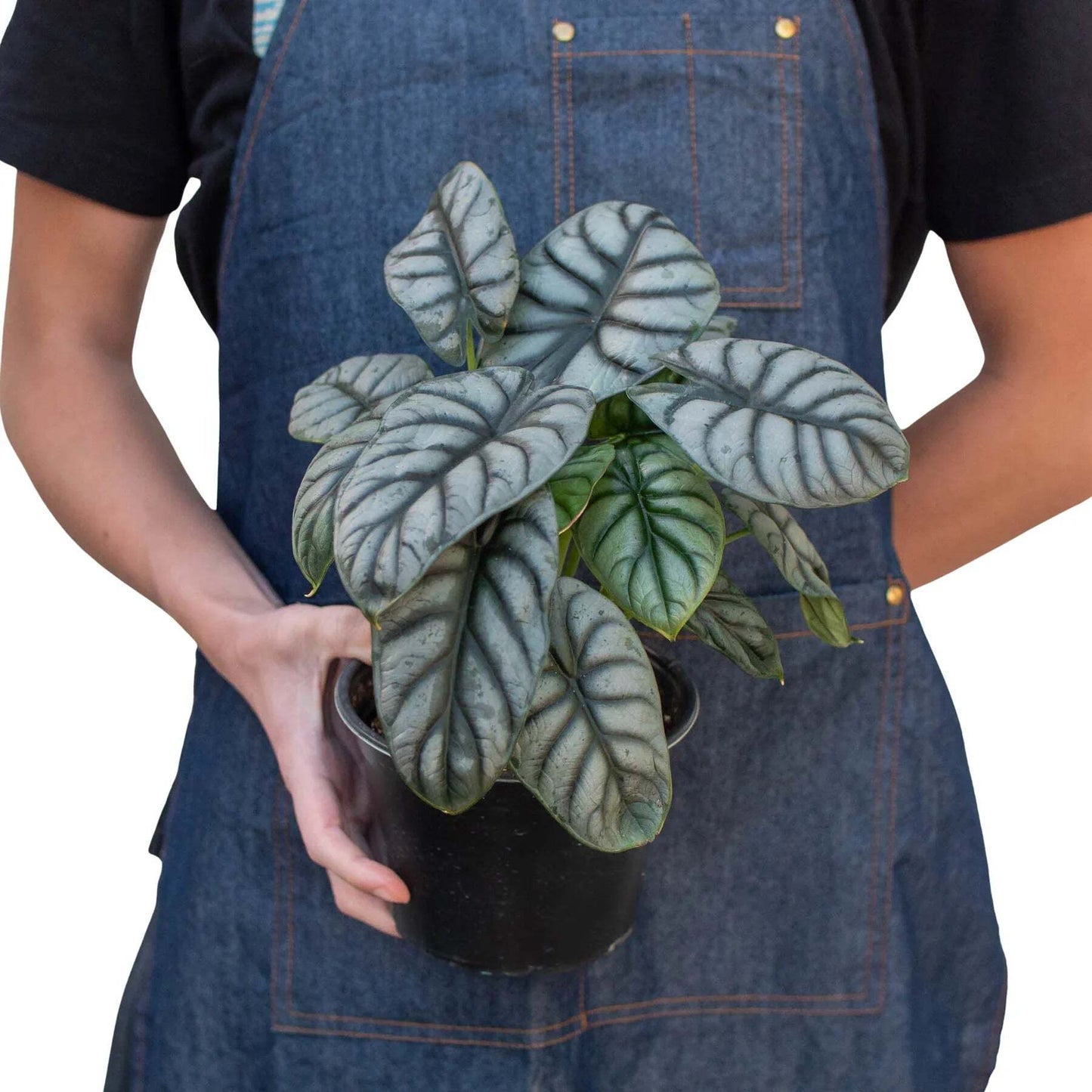 Alocasia Silver Dragon-6" Pot