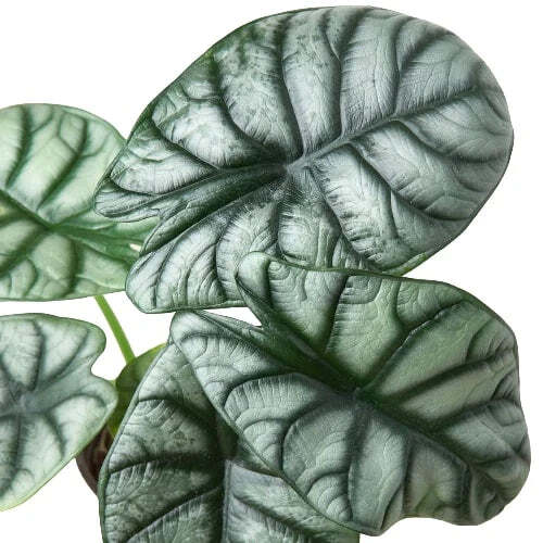 Alocasia Silver Dragon-6" Pot