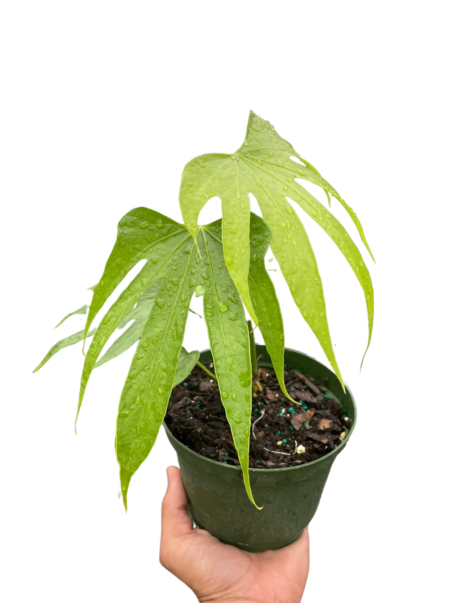 Anthurium Fingers-6" Pot