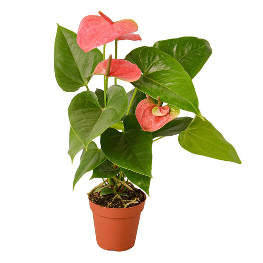 Anthurium 'Pink'-6" Pot