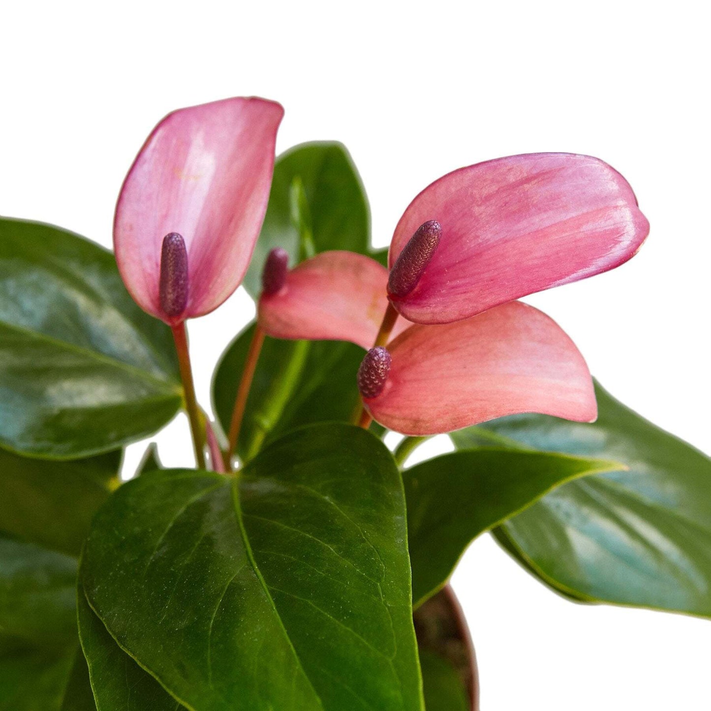 Anthurium 'Purple'-6" Pot