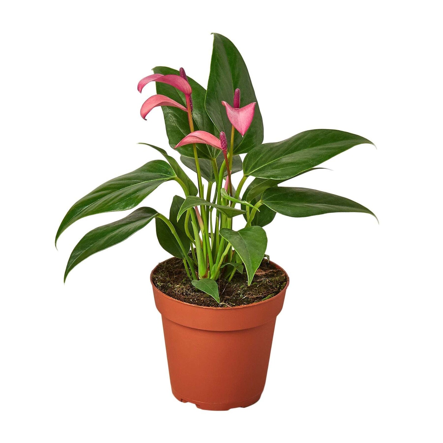 Anthurium 'Purple'-6" Pot