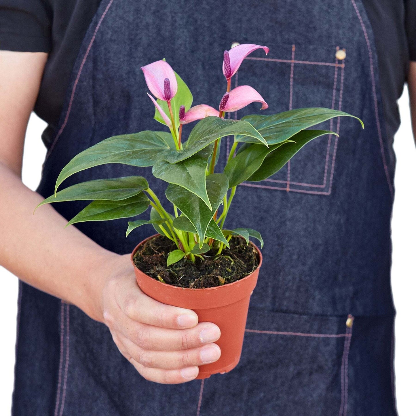 Anthurium 'Purple'-6" Pot