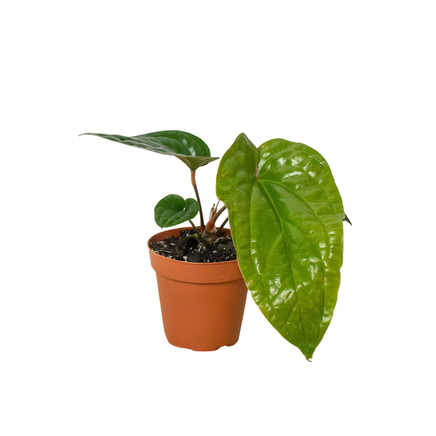 Anthurium 'Radicans x Luxurians'-6" Pot