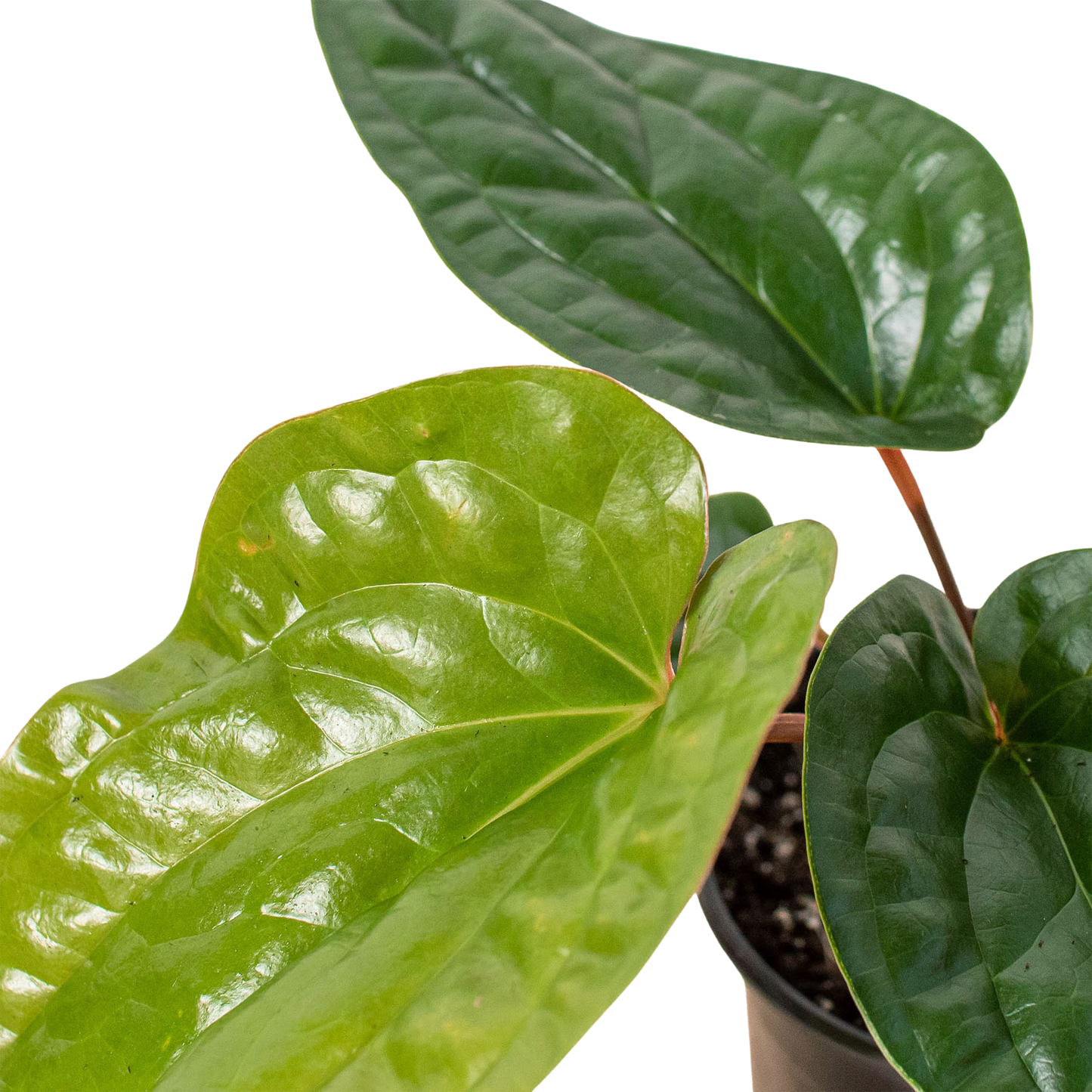 Anthurium 'Radicans x Luxurians'-6" Pot