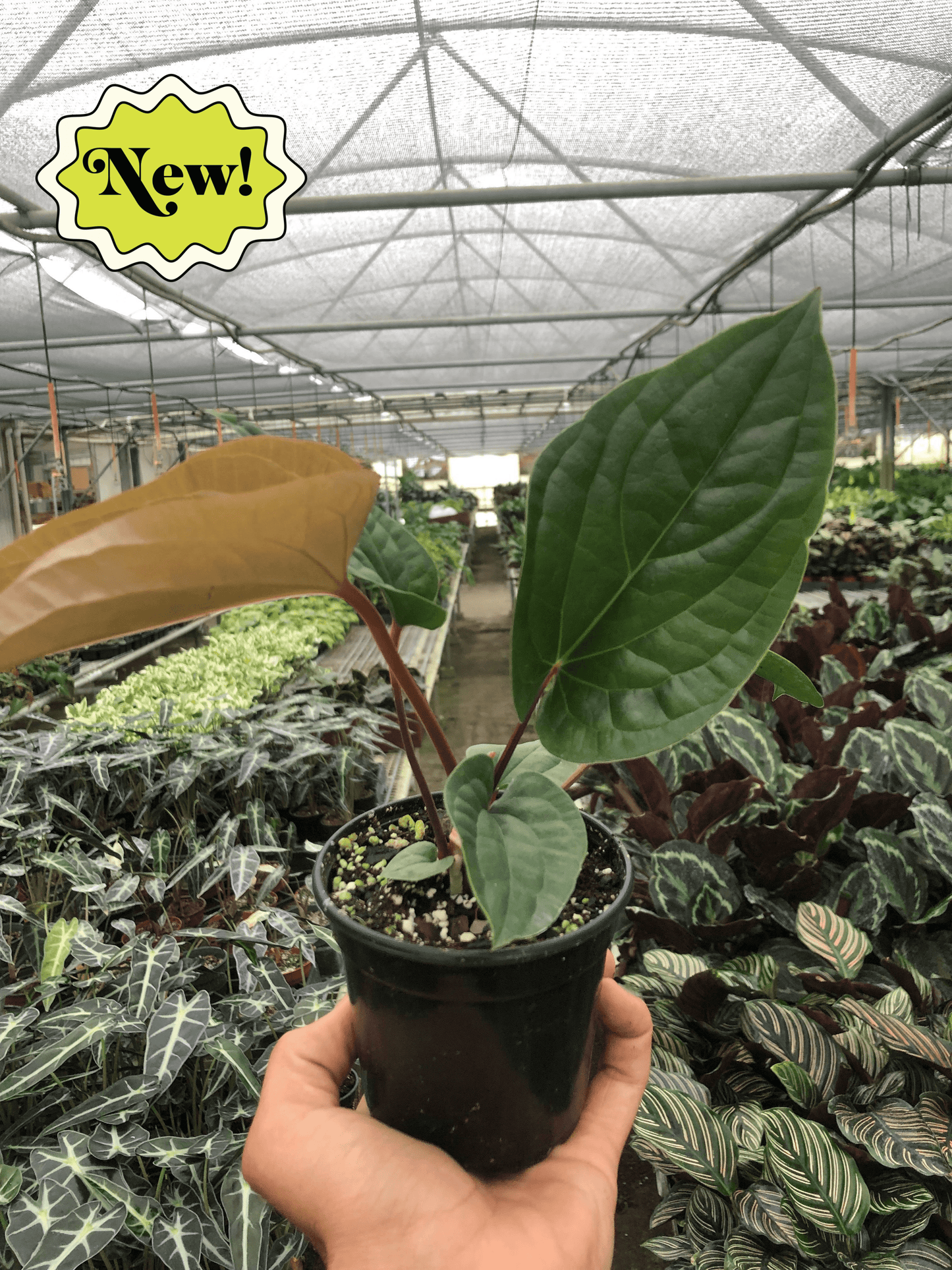 Anthurium 'Radicans x Luxurians'-6" Pot