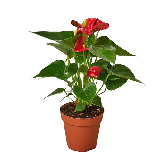 Anthurium 'Red'-6" Pot / Nursery Pot