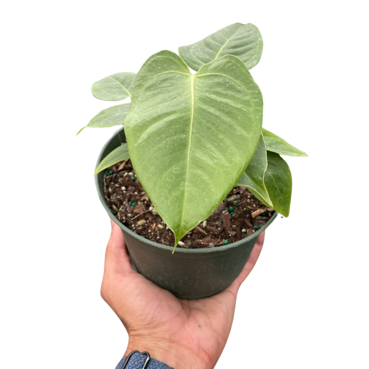 Anthurium 'Veitchii'-6" Pot / Nursery Pot