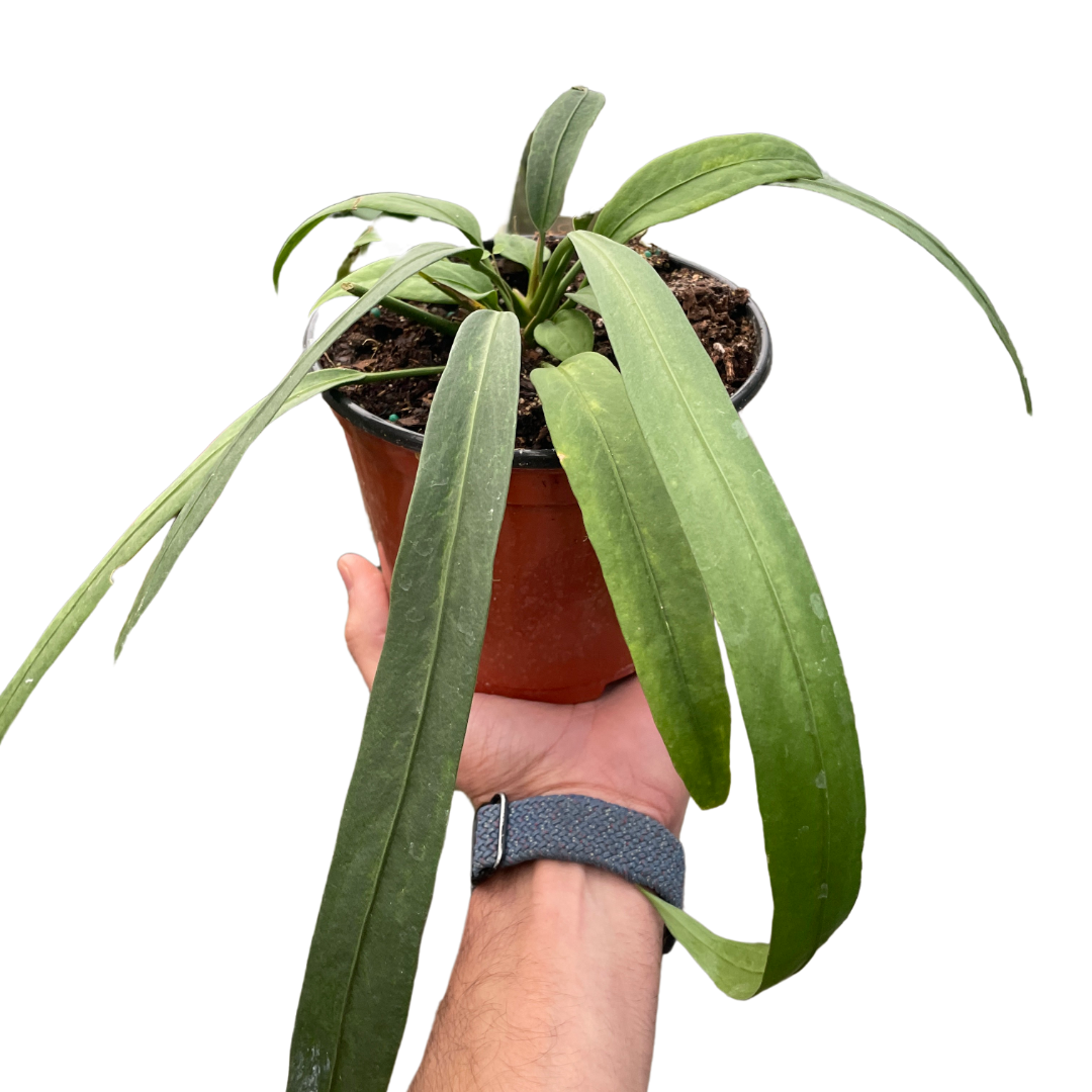 Anthurium 'Vittarifolium'-6" Pot