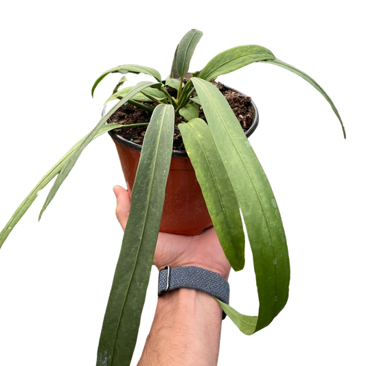 Anthurium 'Vittarifolium'-6" Pot